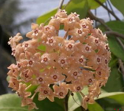 Hoya reticulata Schlechter