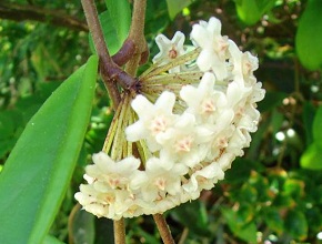 Hoya revolubilis