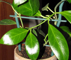 Hoya rosarioae [aff] Orange