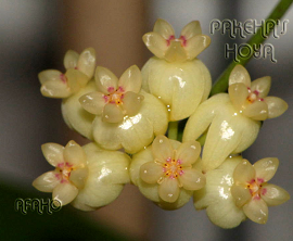 Hoya scortechinii 'Cream Flowers'