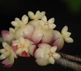 Hoya scortechinii 'Pink Flowers