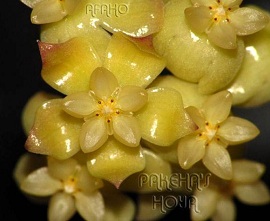 Hoya scortechinii Yellow Flowers 