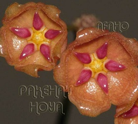 Hoya siariae 'Orange-Pink'
