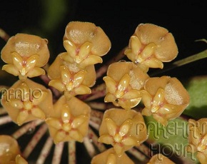 Hoya sigillatis [aff] Sabah sp. AG08-15