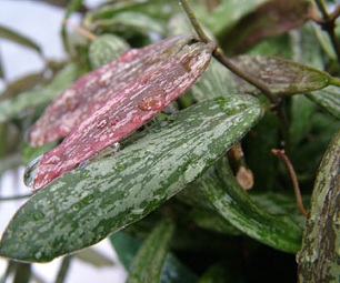 Hoya sigillatis Green, 2004 