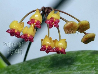 Hoya sp. Philippines AG10-01 (Hoya soligamiana Yellow)