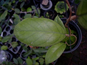 Hoya sp. aff forbesii