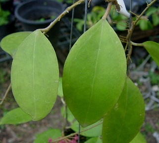 Hoya tomataensis IML1632