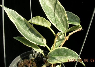 Hoya archboldiana variegate