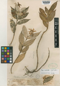 Hoya acuminata Benth. ex Hook.f. 1883