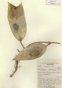 Hoya alexicaca (Jacq.) Moon 1824