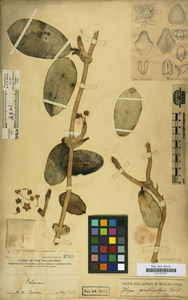Hoya amblyolepis 1906