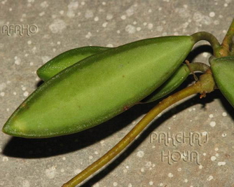 Hoya anncajanoae 
