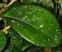 Hoya carnosa 'Jungle Park'
