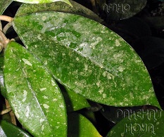 Hoya carnosa cv. Dapple Grey