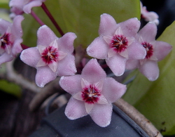 Hoya carnosa cv. Dapple Grey
