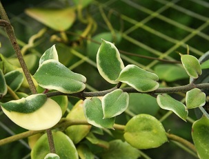 Hoya carnosa cv. Holliana