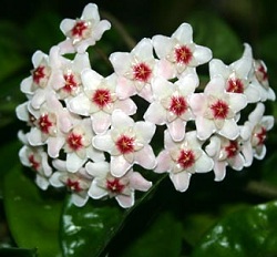 Hoya carnosa cv. Krinkel-8 