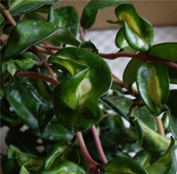 Hoya carnosa cv. Marlea