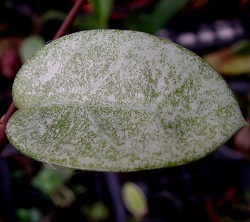 Hoya carnosa cv. 'Silver Dust'