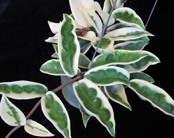 Hoya carnosa cv. Suzi Q