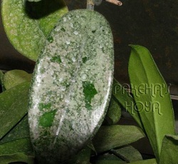 Hoya carnosa cv. WilburGraves