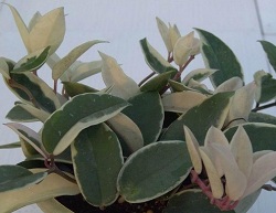 Hoya carnosa var. marmorata