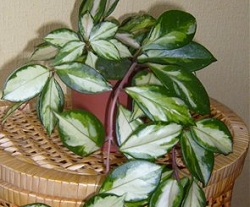 Hoya carnosa cv. Krimson Princess = carnosa cv. Rubra = Hoya carnosa var. picta cv. Rubra