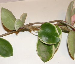 Hoya carnosa cv. 'round leaf'