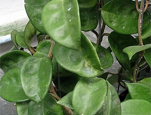 Hoya carnosa cv. Krinkel-8 