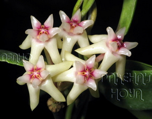 Hoya darwinii White Flowers