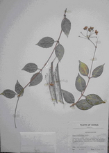 Hoya filiformis Rechinger, 1908