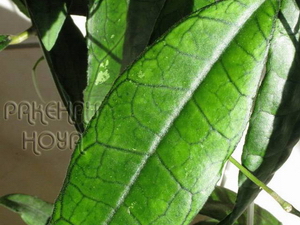 Hoya finlaysonii 'Germanica'