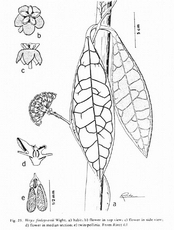 Hoya finleysonii Wight, 1834