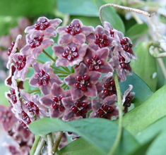 Hoya globulifera Blume 1849
