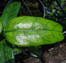 Hoya globulosa Hooker f. 1882