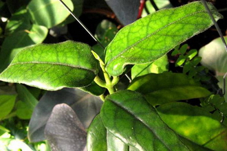 Hoya globulosa Hooker f. 1882