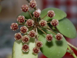 Hoya incurvula Sulawesi