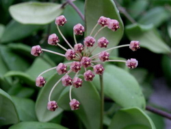 Hoya incurvula Sumatra