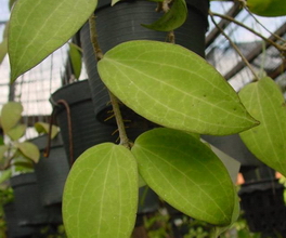 Hoya landgrantensis Kloppenburg & Siar sp. nov. 2009