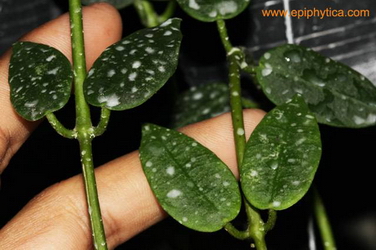 Hoya lithophytica