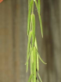 Hoya linearis var. sikkimensis