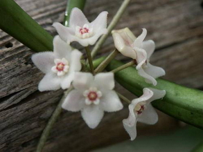 Hoya longifolia Wallich ex Wight, 1834