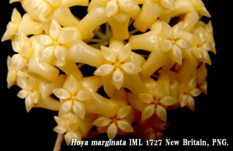 Hoya Marginata IML 1727