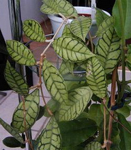 Hoya meredithii Green, 1988