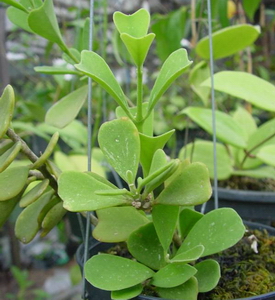 Hoya micholitzia obcordata N. E. Brown