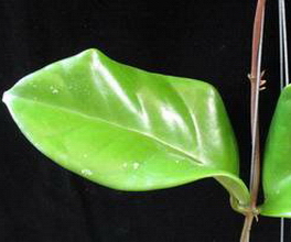 Hoya monetteae Green, 2004 