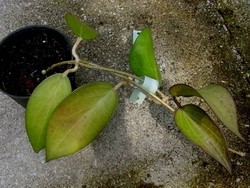 Hoya nicholsoniae (Budabadoo) IML0489