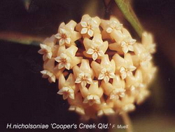 Hoya nicholsoniae 'Cooper's Creek Qld.' (IML 353)