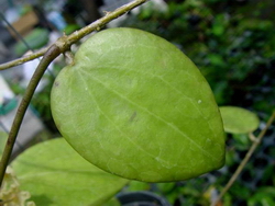 Hoya nicholsoniae (Kuranda) IML0039